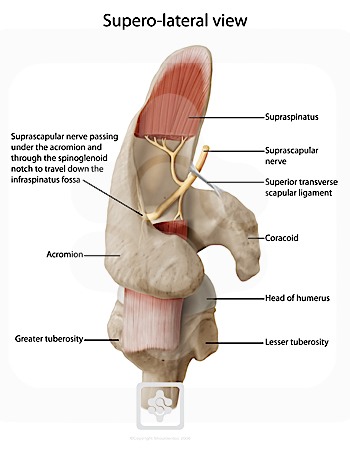Nerves of the Shoulder | ShoulderDoc by Prof. Lennard Funk